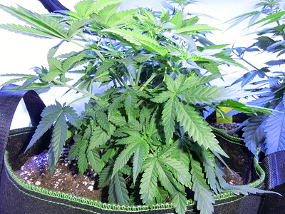 Eine junge Cannabispflanze in einem Stofftopf, die sich im Wuchs befindet. Die Pflanze hat bereits eine gute Blattmasse entwickelt und mehrere Seitentriebe, die durch das Toppen gefördert wurden.