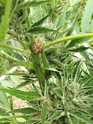 Growreport Bild 20