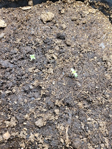 Growreport Bild 1