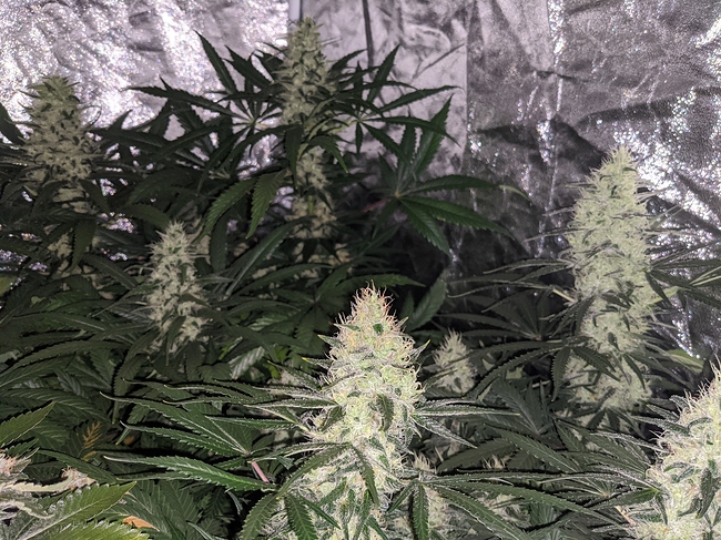 Growreport Bild 4