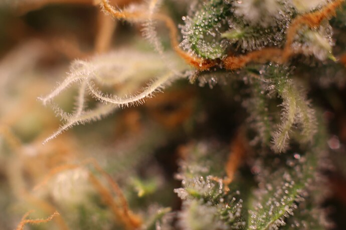 Growreport Bild 5