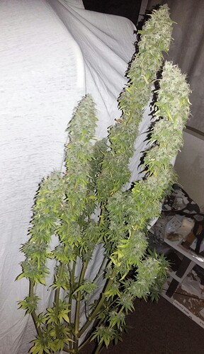 Growreport Bild 3