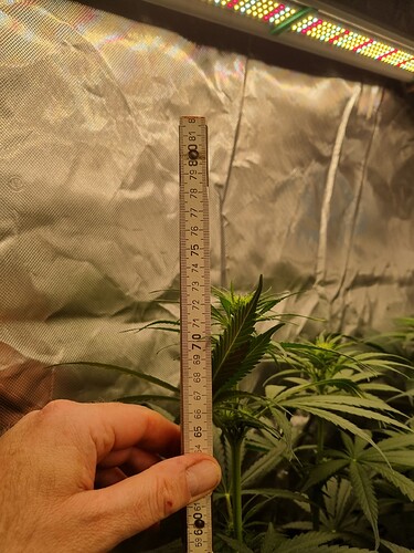 Growreport Bild 40