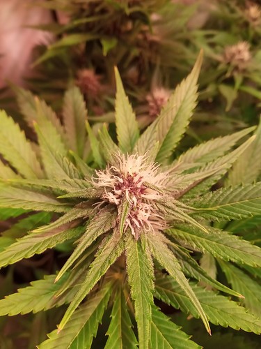 Growreport Bild 53