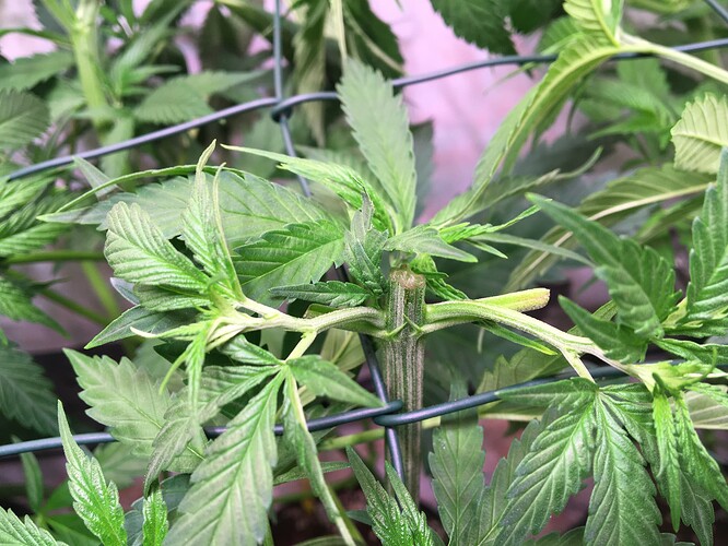 Growreport Bild 8