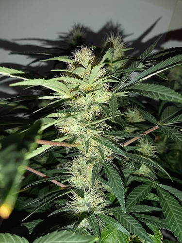 Growreport Bild 10