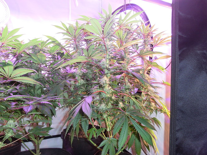 Growreport Bild 12