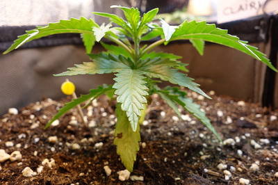 Ein junger Cannabissämling in einem Zuchtzelt, mit einem kleinen gelben Indikator im Boden.