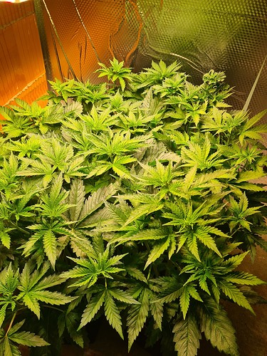 Mehrere junge Cannabis-Pflanzen in der Wachstumsphase, dicht beieinander stehend, mit vielen grünen Blättern.