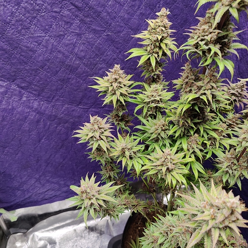 Growreport Bild 34