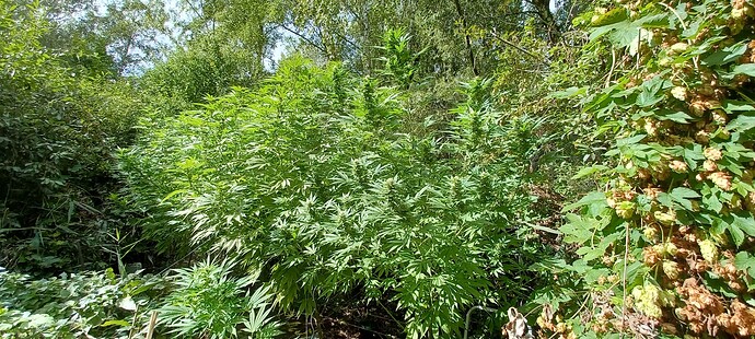 Growreport Bild 1