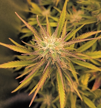 Growreport Bild 2