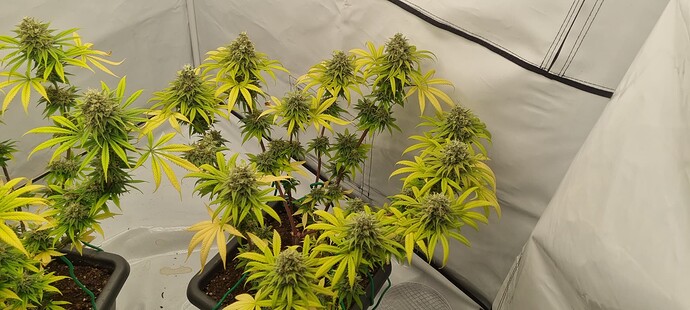 Growreport Bild 13