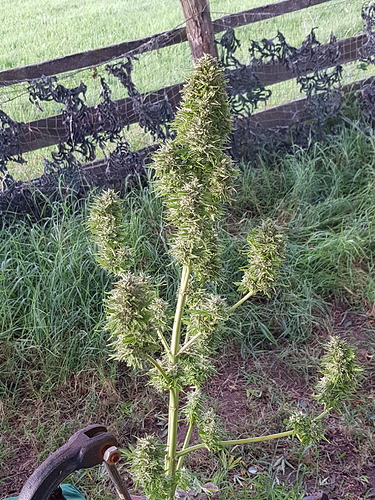 Growreport Bild 2