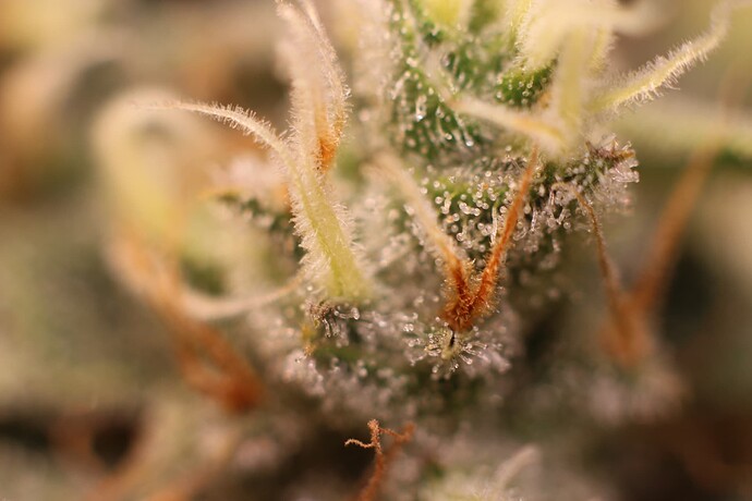 Growreport Bild 32