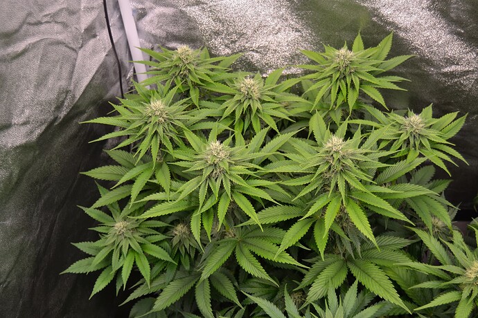 Growreport Bild 5