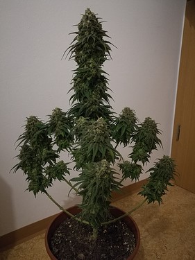 Growreport Bild 13
