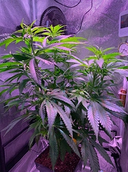 Growreport Bild 17