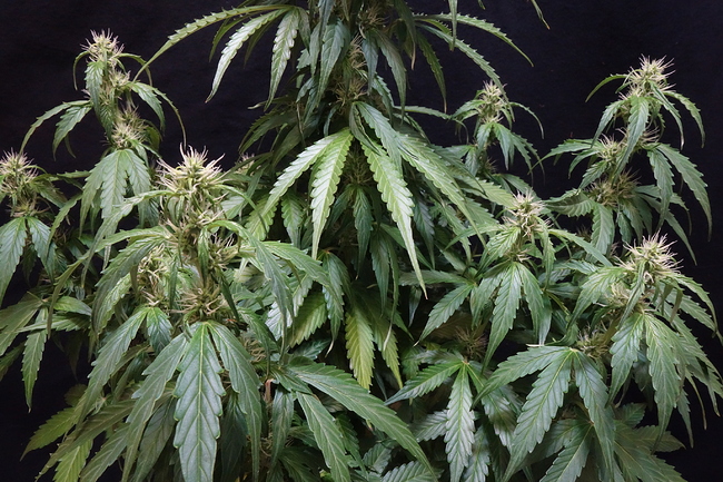 Growreport Bild 7