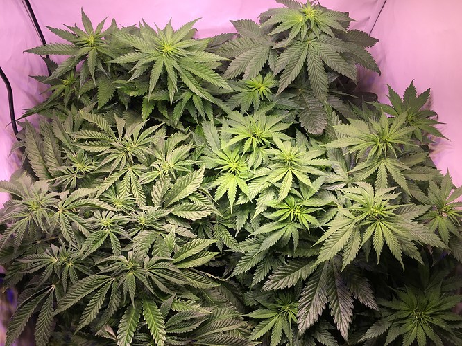 Growreport Bild 2
