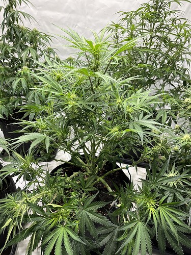 Growreport Bild 9
