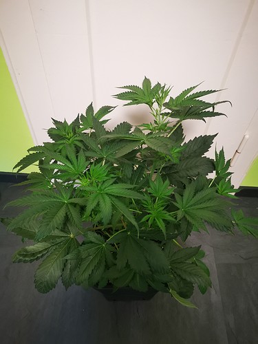 Growreport Bild 19