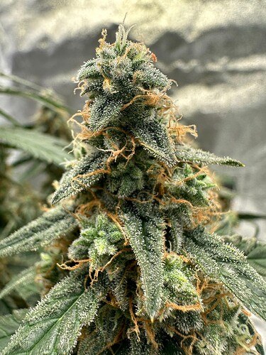 Growreport Bild 3
