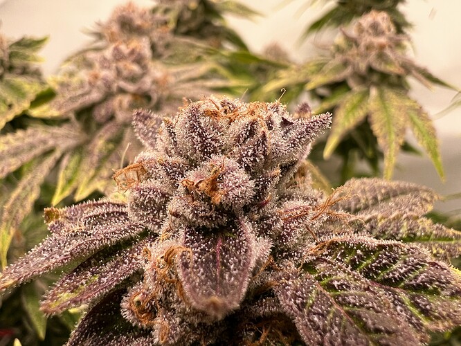 Growreport Bild 21