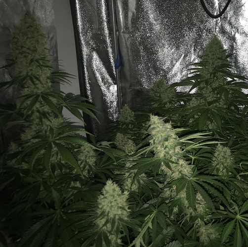 Growreport Bild 6