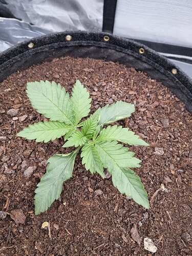 Growreport Bild 49