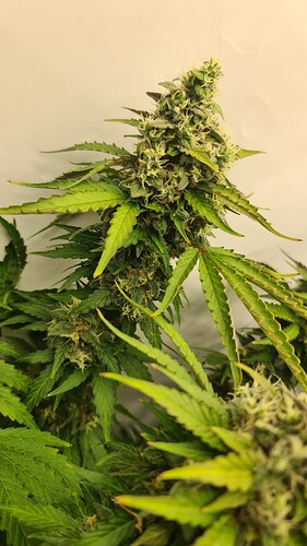 Growreport Bild 9