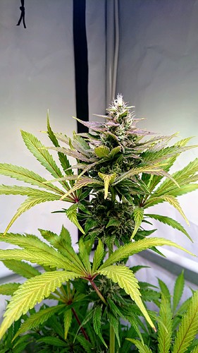 Growreport Bild 17