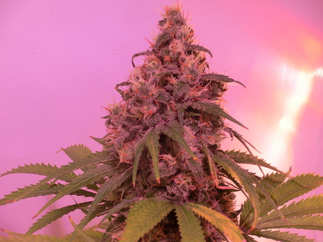 Growreport Bild 18