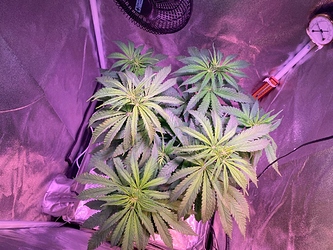 Growreport Bild 29