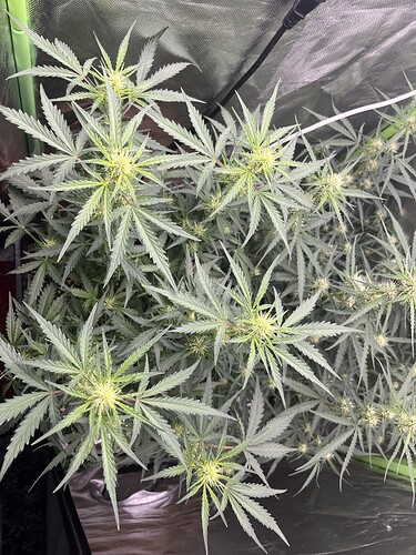 Growreport Bild 15