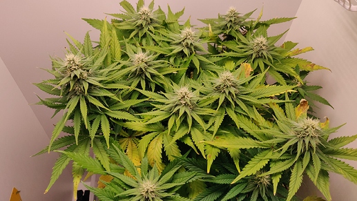 Growreport Bild 5