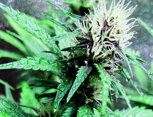 Growreport Bild 27