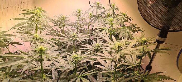 Growreport Bild 12