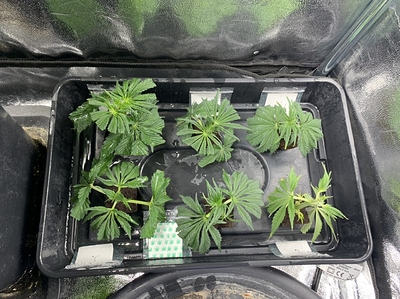 Growreport Bild 11