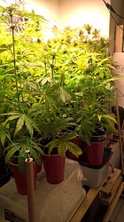 Growreport Bild 3