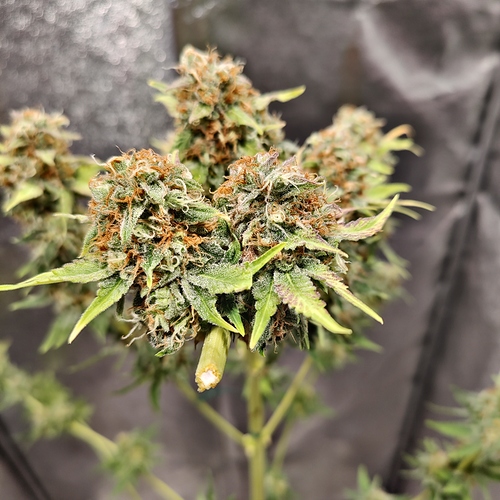 Growreport Bild 5