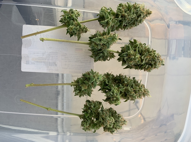 Critical Orange Punch unter MarsHydro1000TS, in BioBizz Erde