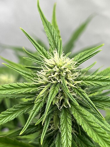 Growreport Bild 4