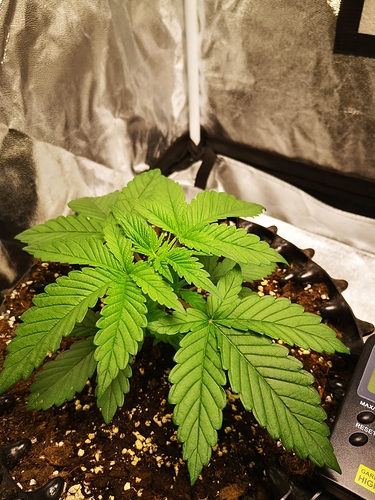 Growreport Bild 1