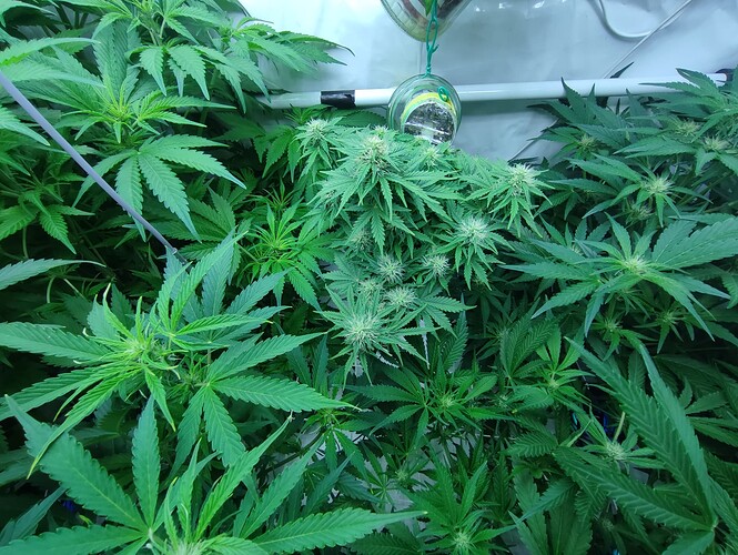 Growreport Bild 34