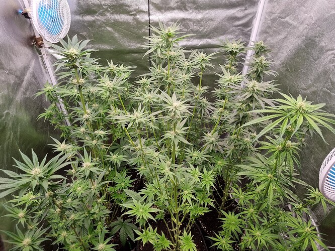 Growreport Bild 8