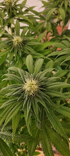 Growreport Bild 7