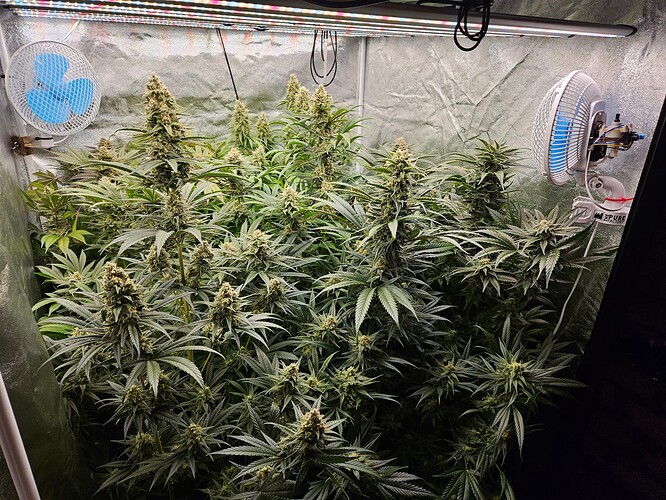 Growreport Bild 59
