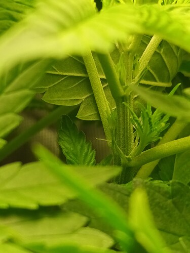 Growreport Bild 15