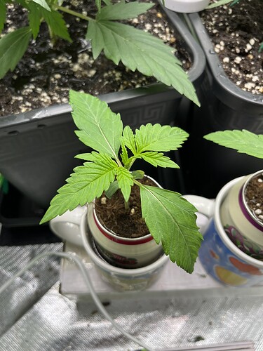 Growreport Bild 18